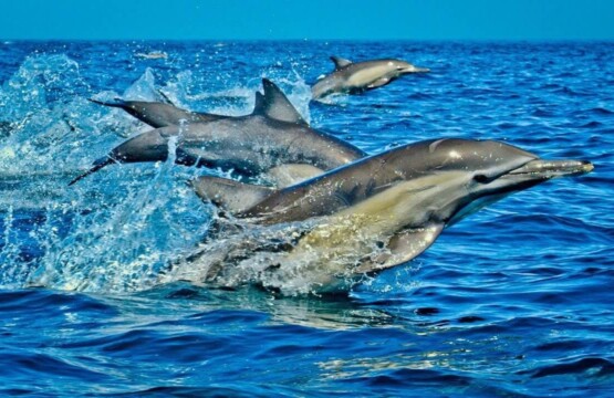 Wasini Island Dolphin & Snorkeling Tour